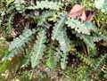 Asplenium ceterach