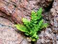 Asplenium marinum