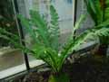 Asplenium nidus Fimbriatum