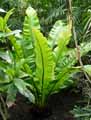 Asplenium nidus