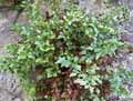 Asplenium ruta muraria