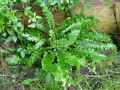 Asplenium scolopendrium Angustifolia