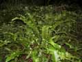 Asplenium scolopendrium