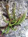 Asplenium trichomanes