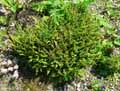 Asplenium trichomanes