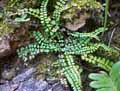 Asplenium trichomanes