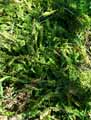 Asplenium trichomanes