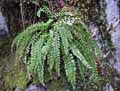Asplenium viride