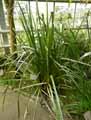 Asteliaceae-Astelia-banksii-Astelia-de-Banks-Wharawhara.jpg