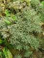 Achillea ageratifolia