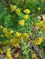 Achillea ageratum, Achillea decolorans