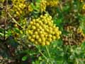 Achillea ageratum, Achillea decolorans