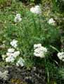Achillea chamaemelifolia