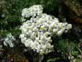 Achillea chamaemelifolia