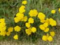 Achillea clypeolata