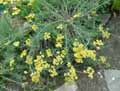 Achillea depressa