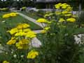 Achillea filipendulina, Achillea eupatorium