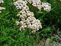 Achillea ligustica