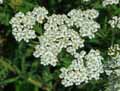 Achillea ligustica