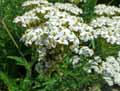 Achillea ligustica