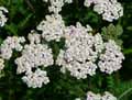 Achillea ligustica