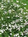 Achillea ligustica