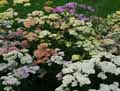Achillea millefolium