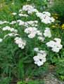 Achillea millefolium subsp. alpestris