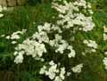 Achillea odorata