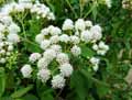 Ageratina altissima, Eupatorium rugosum