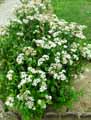 Ageratina altissima, Eupatorium rugosum