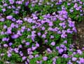 Ageratum kinder Brucker