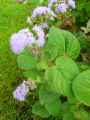 Ageratum mexicanum