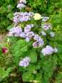 Ageratum mexicanum