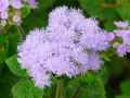 Ageratum mexicanum