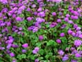 Ageratum mexicanum