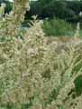 Ambrosia artemisiifolia