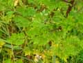 Ambrosia artemisiifolia
