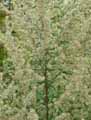 Ambrosia artemisiifolia