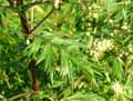Asteraceae-Ambrosia-artemisiifolia-Ambroisie-a-feuilles-d-armoise-Ambroisie-elevee.jpg