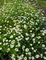 Asteraceae-Anthemis-altissima-Cota-altissima-Anthemis-elevee-Anthemis-geante.jpg