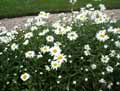 Asteraceae-Anthemis-punctata-Camomille.jpg