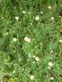 Asteraceae-Anthemis-triumfetti-Camomille-de-Trionfetti.jpg