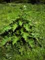 Arctium lappa