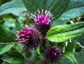 Arctium tomentosum