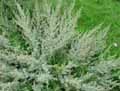 Artemisia absynthium