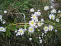 Aster lanceolatus