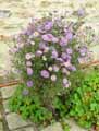 Aster novae angliae