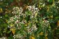 Baccharis halimifolia