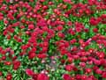 Bellis perennis Carmine Rose